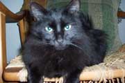 adopt Frannie