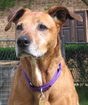 adopt Molly