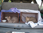 Spay and Neuter
