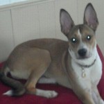 Mason