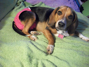 Daisy, Dog assisted by Animal Rescue of Tidewater